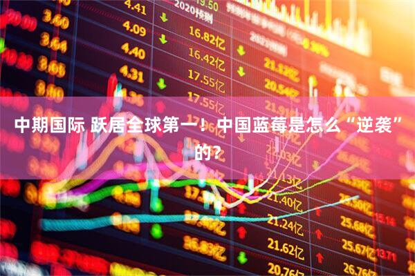 中期国际 跃居全球第一！中国蓝莓是怎么“逆袭”的？